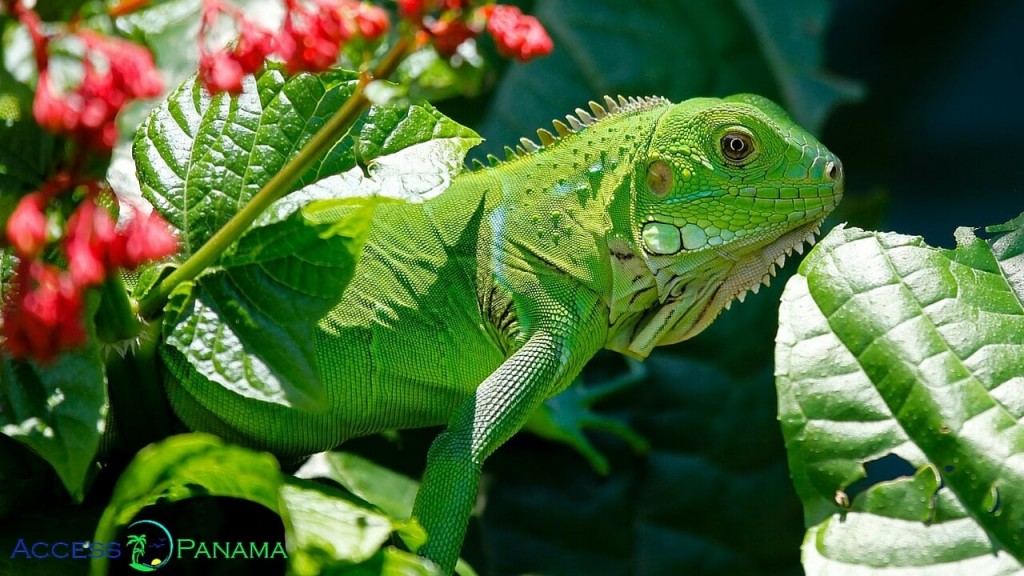 Looking to enjoy the nature in Panama? There are said to be over 10,000 varieties of plants and 1,500 species of trees, and more than 1,000 species of birds.