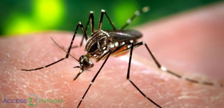 Mosquito with Zika Virus